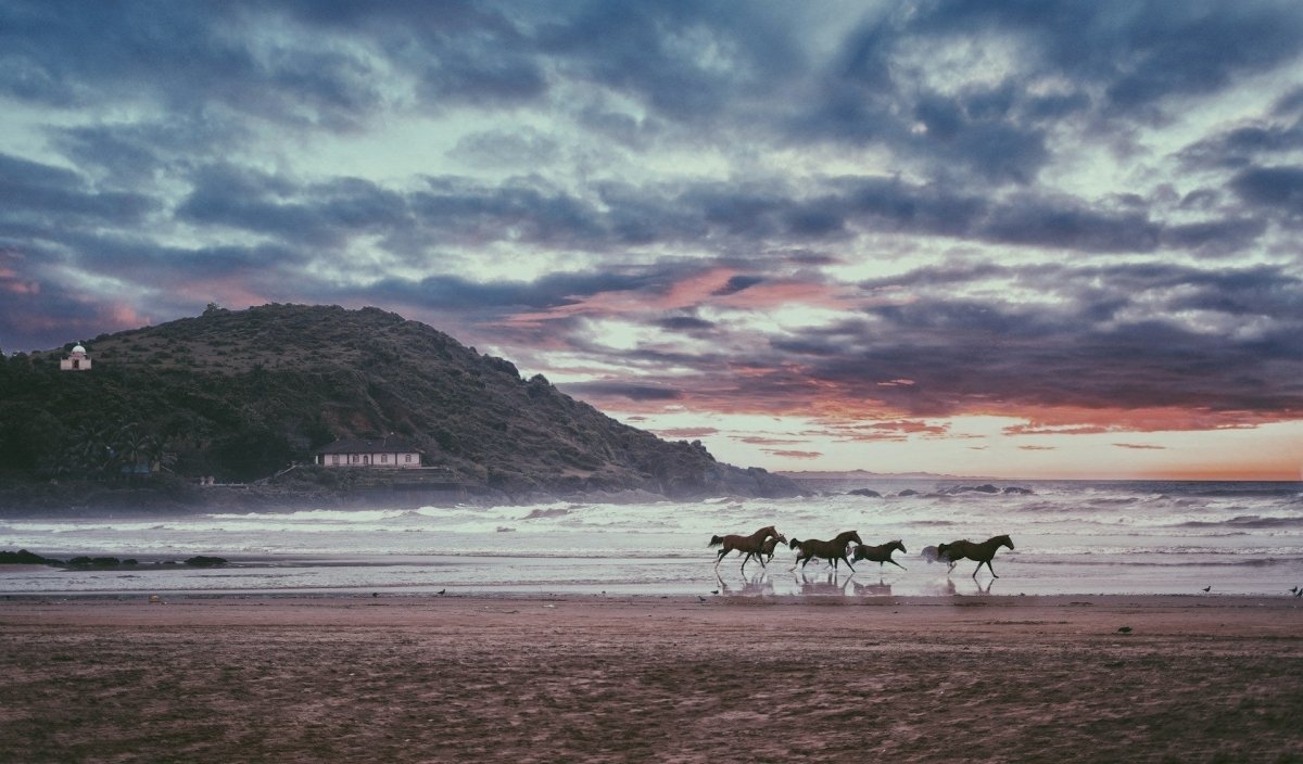 Essential Equine Supplements Every NZ Horse Owner Should Know About - Pet Supply
